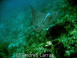 SPOTTED EAGLE RAY by Andres Larraz 